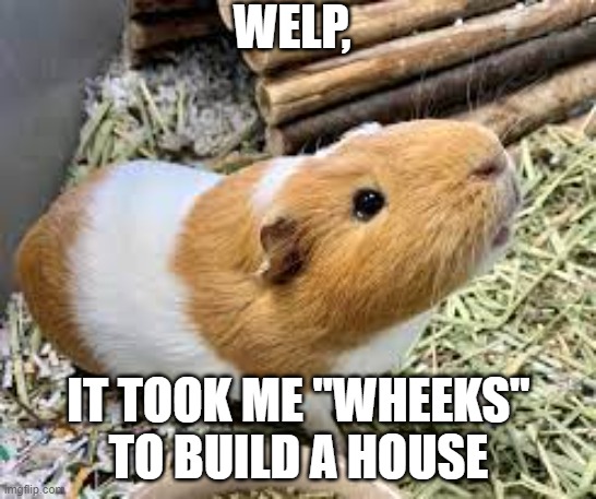 Wheeks | WELP, IT TOOK ME "WHEEKS" TO BUILD A HOUSE | image tagged in guinea pig,guinea pigs,wheeks,cute | made w/ Imgflip meme maker