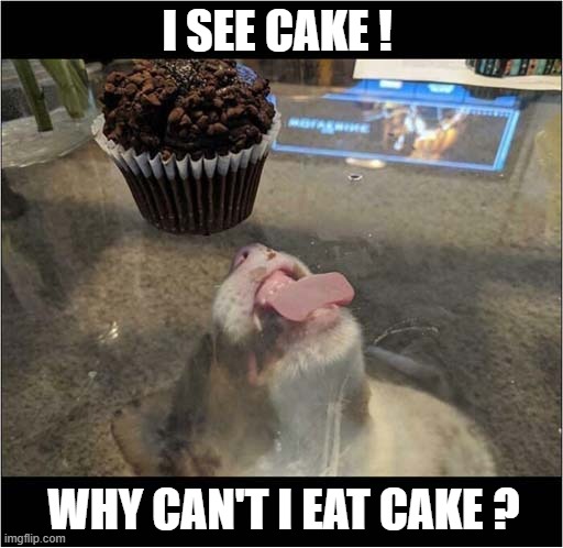 What Is This Sorcery ? | I SEE CAKE ! WHY CAN'T I EAT CAKE ? | image tagged in dogs,cake,table,sorcery | made w/ Imgflip meme maker