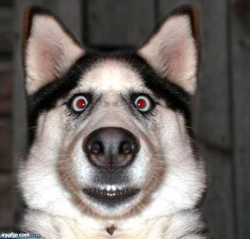 Scared Dog | image tagged in scared dog | made w/ Imgflip meme maker