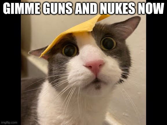 Zoink Cat | GIMME GUNS AND NUKES NOW | image tagged in zoink cat | made w/ Imgflip meme maker