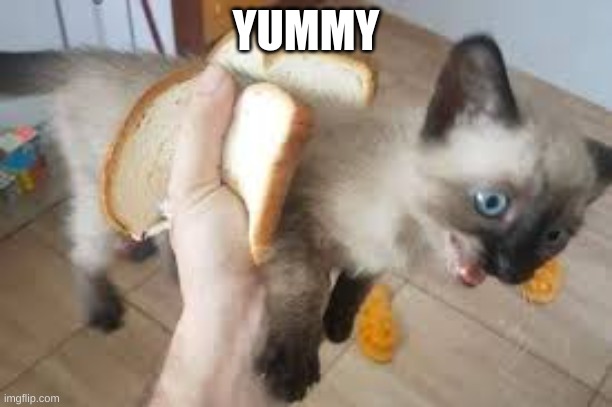 cat | YUMMY | image tagged in sand wich | made w/ Imgflip meme maker