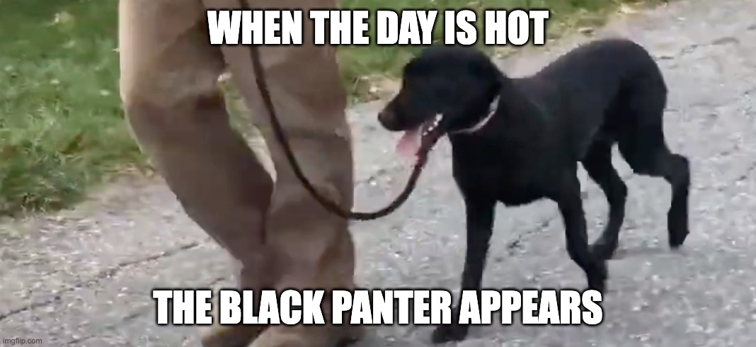 The Black Panter: Coming to theaters near you | WHEN THE DAY IS HOT; THE BLACK PANTER APPEARS | image tagged in dog,fun,funny memes,movies,labrador | made w/ Imgflip meme maker
