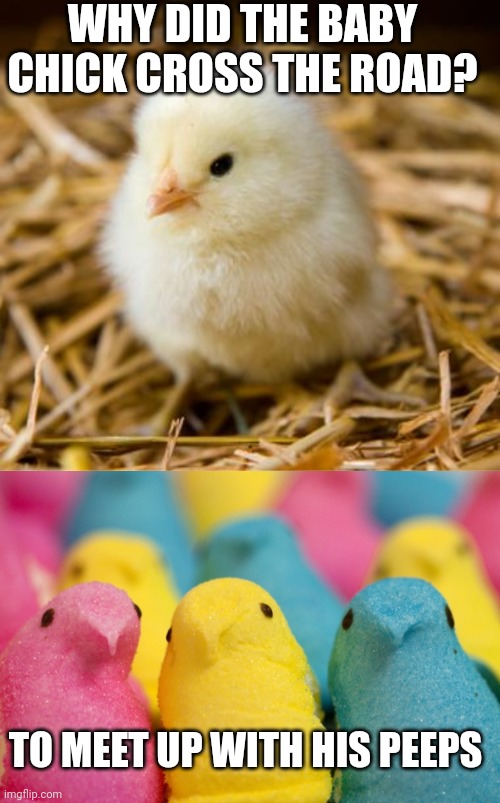 WHY DID THE BABY CHICK CROSS THE ROAD? TO MEET UP WITH HIS PEEPS | image tagged in baby chicken,peeps | made w/ Imgflip meme maker