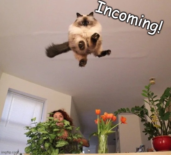 Kitty Airstrike Incoming! | Incoming! | image tagged in air strike cat | made w/ Imgflip meme maker