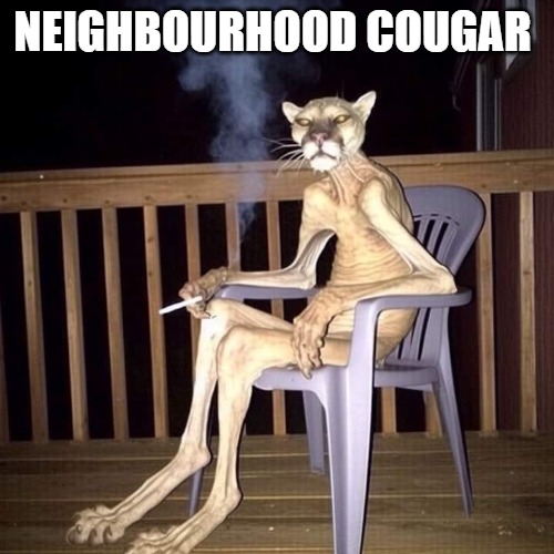 NEIGHBOURHOOD COUGAR | made w/ Imgflip meme maker