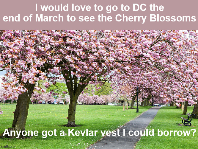 America 2024 | I would love to go to DC the end of March to see the Cherry Blossoms; Anyone got a Kevlar vest I could borrow? | image tagged in crime,washington dc | made w/ Imgflip meme maker