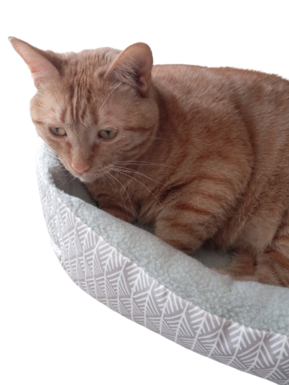 High Quality Pumpkin The Cat In Bed Transparent Background Blank Meme Template