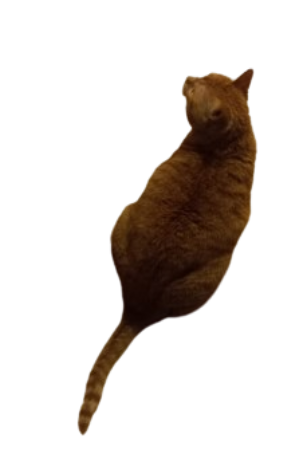 High Quality Pumpkin The Cat From Above Transparent Background Blank Meme Template