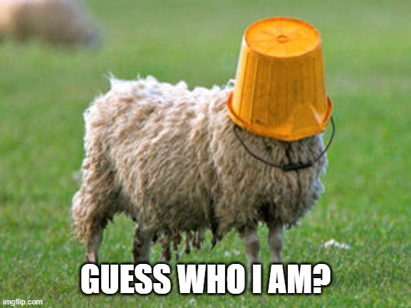 Sheepish | GUESS WHO I AM? | image tagged in sheepish | made w/ Imgflip meme maker