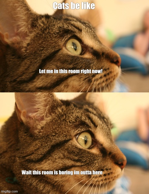 cats be like | image tagged in cats | made w/ Imgflip meme maker