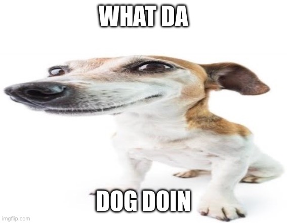 What da dog doin? | WHAT DA DOG DOIN | image tagged in what da dog doin | made w/ Imgflip meme maker