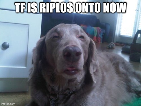 High Dog Meme | TF IS RIPLOS ONTO NOW | image tagged in memes,high dog | made w/ Imgflip meme maker