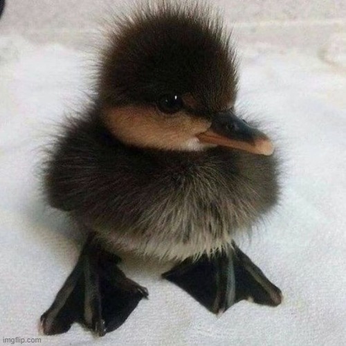 image tagged in ducks | made w/ Imgflip meme maker