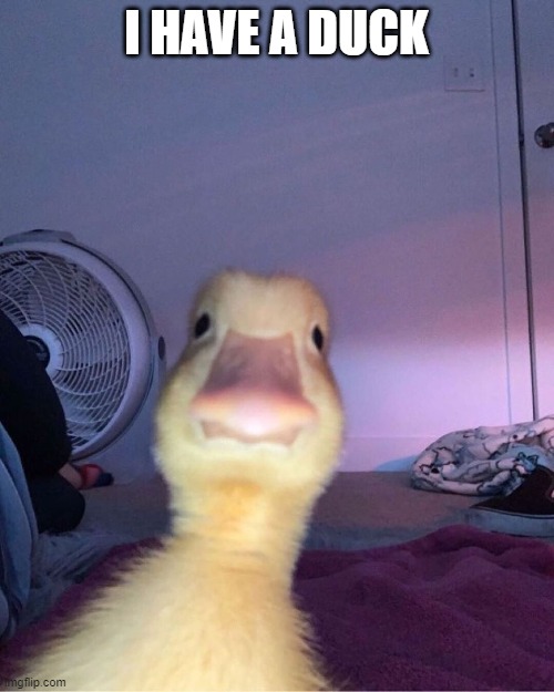 duck stare | I HAVE A DUCK | image tagged in duck stare | made w/ Imgflip meme maker