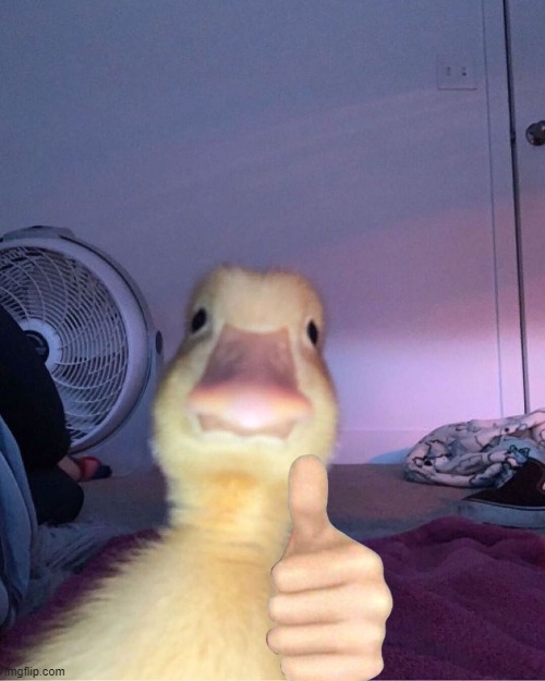 duck stare | image tagged in duck stare | made w/ Imgflip meme maker