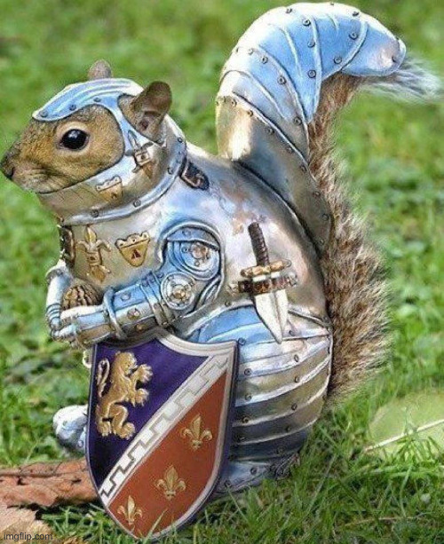 Mockingbirds & Blue Jays Beware ! | image tagged in armor squirrel,funny memes,memes | made w/ Imgflip meme maker