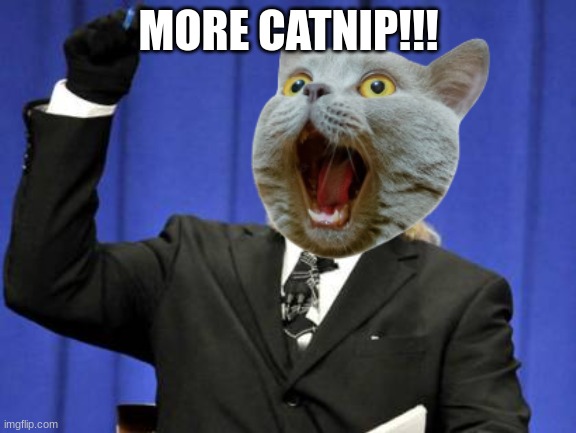 Cat meme | MORE CATNIP!!! | image tagged in memes,too damn high | made w/ Imgflip meme maker