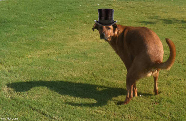 Dog Pooping | image tagged in dog pooping | made w/ Imgflip meme maker