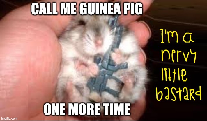 Hamsters with Attitudes | image tagged in vince vance,hamsters,guinea pig,machine gun,memes,cute animals | made w/ Imgflip meme maker