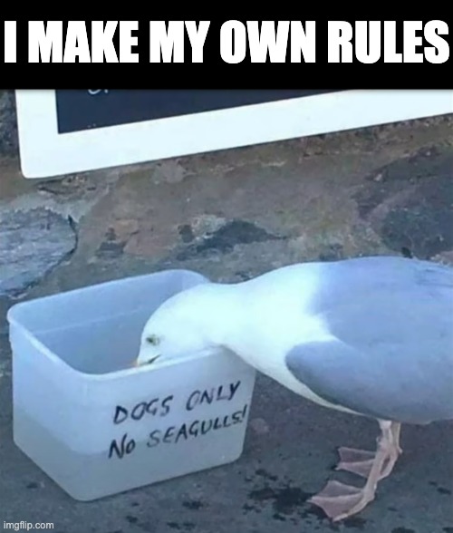 W Seagull | I MAKE MY OWN RULES | image tagged in memes,funny,animals,seagull | made w/ Imgflip meme maker