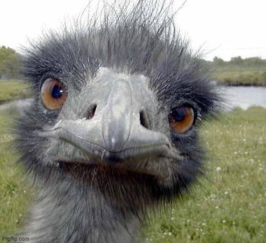 Cold Stare of Ostrich | image tagged in cold stare of ostrich | made w/ Imgflip meme maker