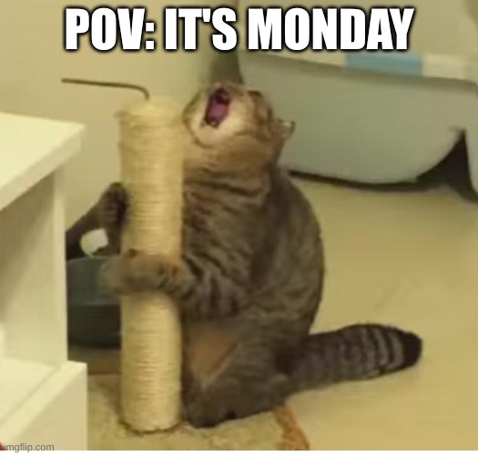 EVERY TIME BRO | POV: IT'S MONDAY | image tagged in cats | made w/ Imgflip meme maker