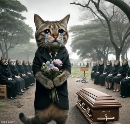 sad cat :c | made w/ Imgflip meme maker