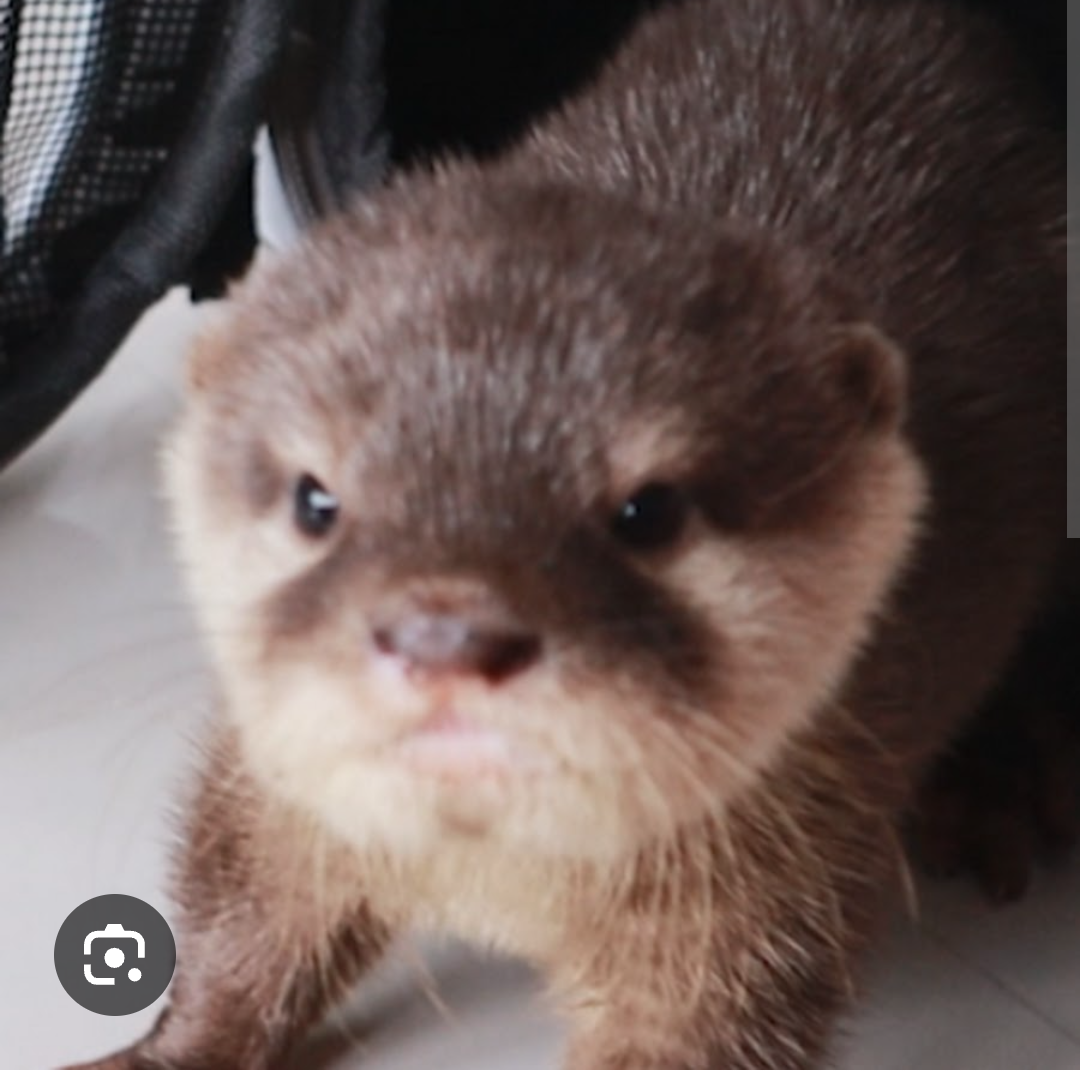 Kiwinkle Otter Pfp Icon Blank Meme Template