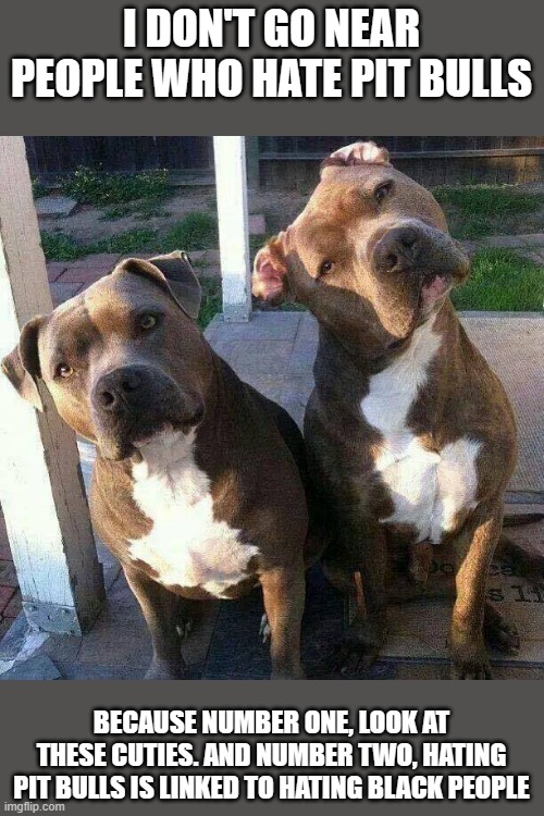 Pit Bulls - Imgflip