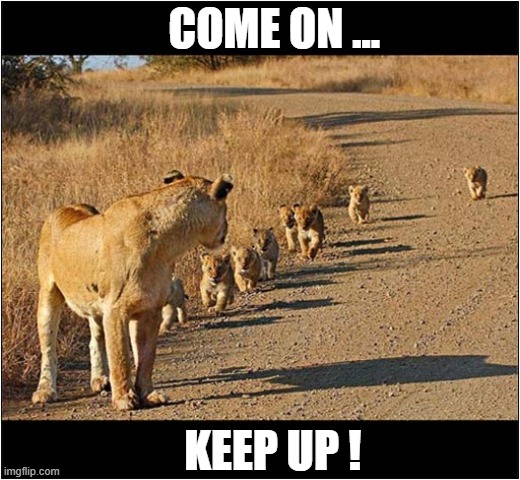 Impatience ! | COME ON ... KEEP UP ! | image tagged in cats,lions,impatience | made w/ Imgflip meme maker