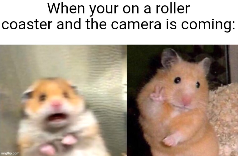 -wait I think I used my grammar wrong- AHHH- Hello! AHHHH | When your on a roller coaster and the camera is coming: | image tagged in scared hamster,hamster peace sign | made w/ Imgflip meme maker
