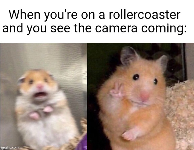 AAHHHH-- Oh hello! --AAAAHHHH | When you're on a rollercoaster and you see the camera coming: | image tagged in scared hamster,hamster peace sign | made w/ Imgflip meme maker