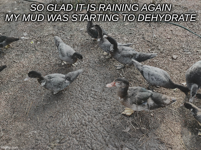My mud is nearly dehyrated | SO GLAD IT IS RAINING AGAIN MY MUD WAS STARTING TO DEHYDRATE | image tagged in mud,rain | made w/ Imgflip meme maker
