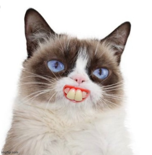 What the hell did I just find | image tagged in grumpy cat artificially smiles | made w/ Imgflip meme maker
