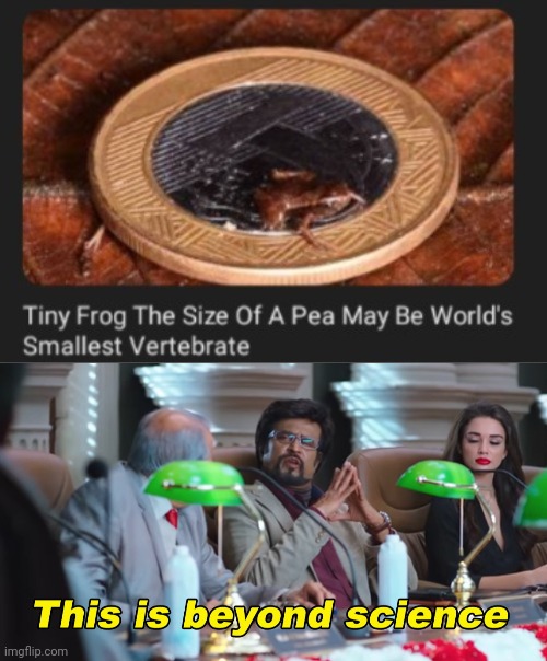 Tiny frog | image tagged in this is beyond science,frog,frogs,science,memes,vertebrate | made w/ Imgflip meme maker