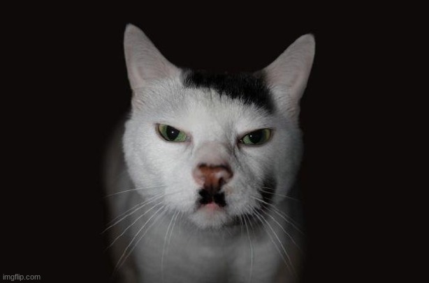 moustache man was 1% Israeli i think | image tagged in hitler cat | made w/ Imgflip meme maker