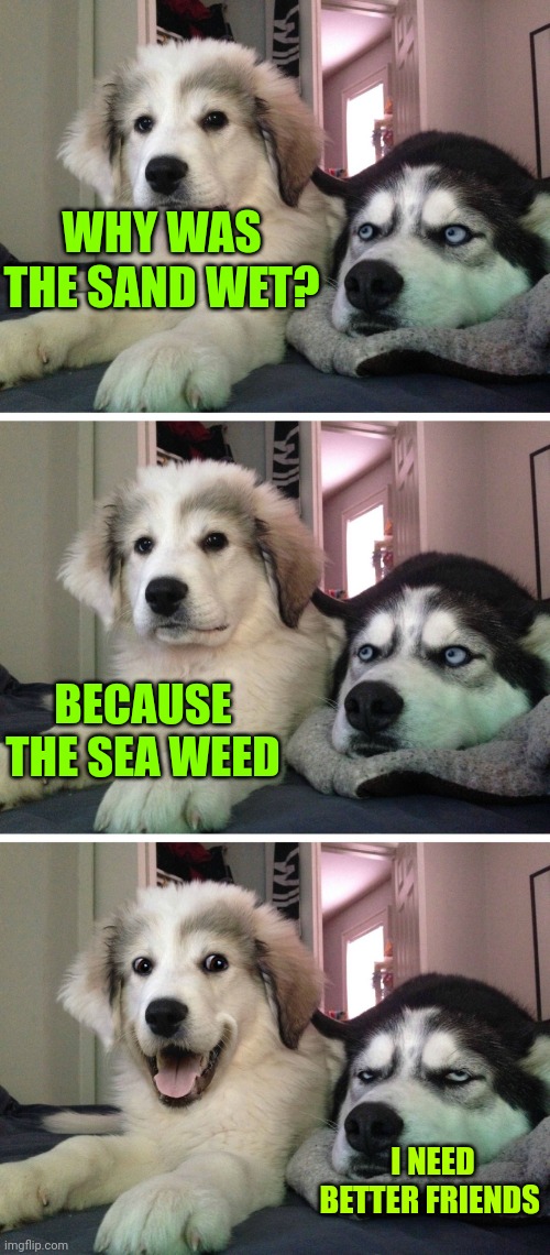 Bad pun dogs | WHY WAS THE SAND WET? BECAUSE THE SEA WEED; I NEED BETTER FRIENDS | image tagged in bad pun dogs | made w/ Imgflip meme maker