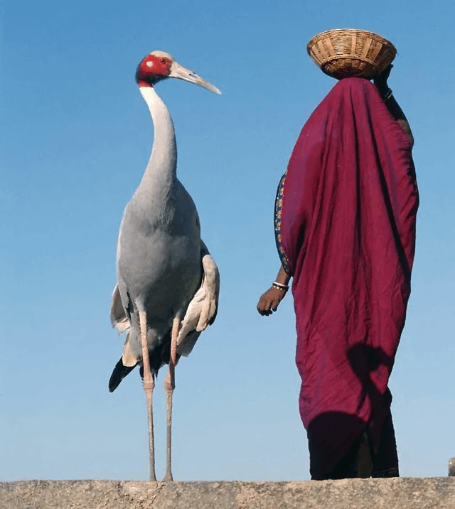 Sarus crane Blank Meme Template