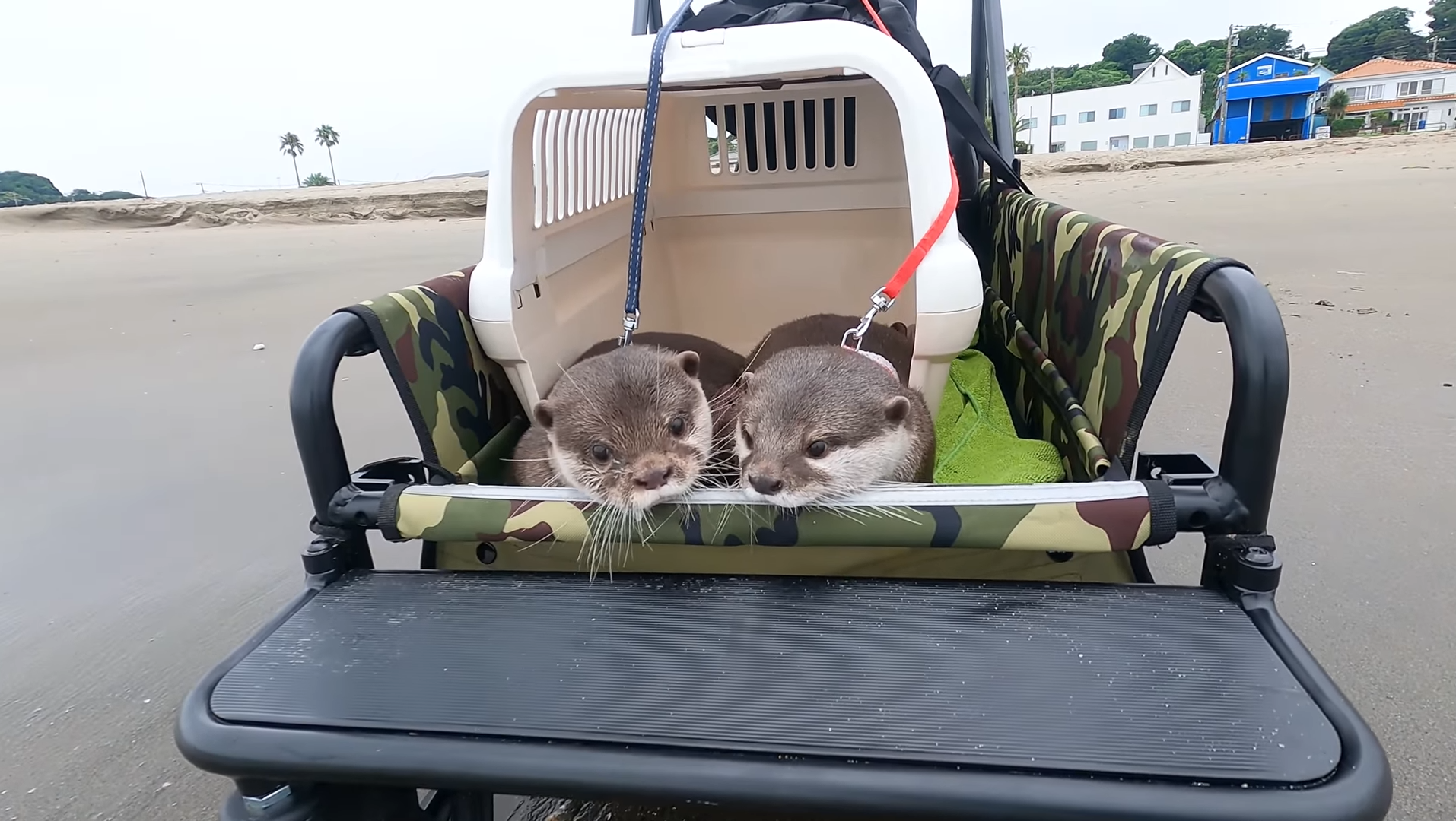 Kotahana Picture Blank Meme Template