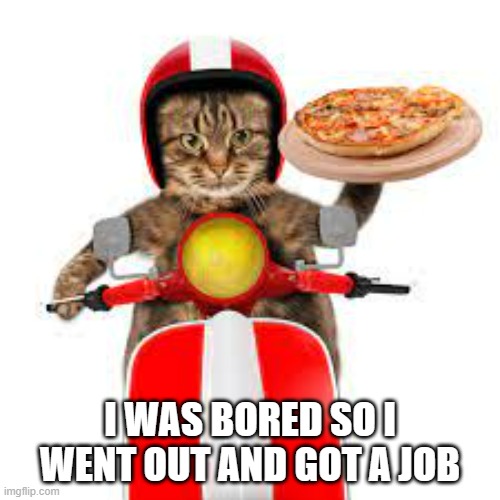meme by Brad cat gets job | I WAS BORED SO I WENT OUT AND GOT A JOB | image tagged in cats,funny,funny cat memes,humor,motorbike,job | made w/ Imgflip meme maker