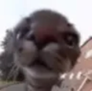 roundcat Blank Meme Template