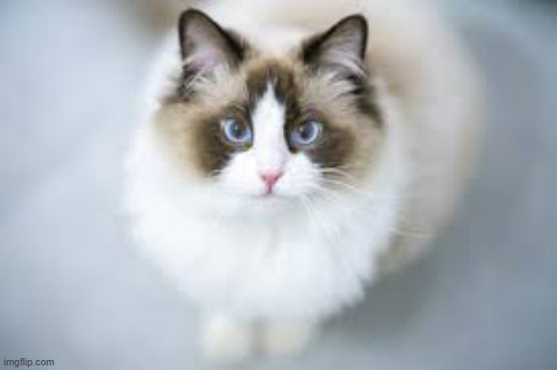 Cute ragdoll!! | image tagged in cute ragdoll | made w/ Imgflip meme maker