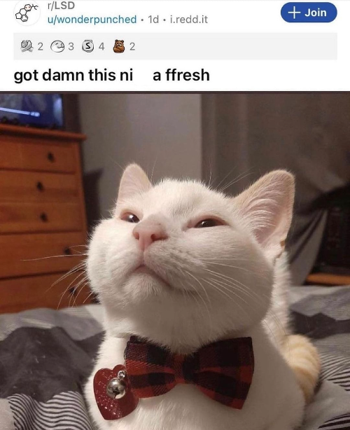 High Quality LSD cat Blank Meme Template