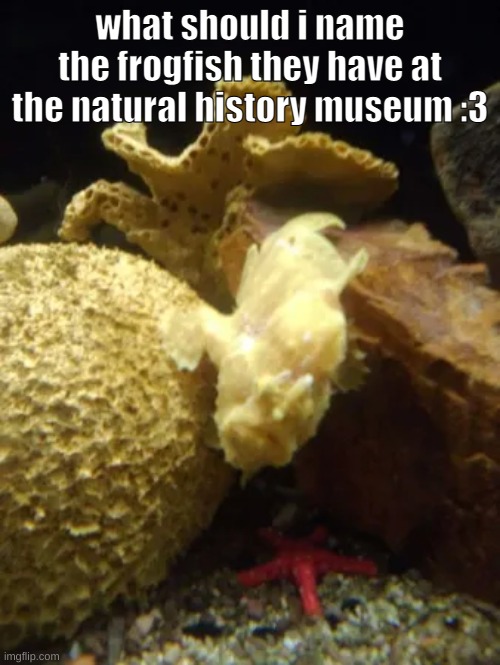 what should i name the frogfish they have at the natural history museum :3 | made w/ Imgflip meme maker