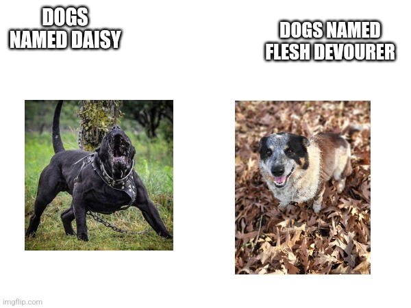 Bork | DOGS NAMED DAISY; DOGS NAMED FLESH DEVOURER | made w/ Imgflip meme maker