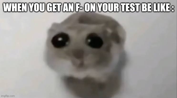 Sad Hamster | WHEN YOU GET AN F- ON YOUR TEST BE LIKE : | image tagged in sad hamster | made w/ Imgflip meme maker