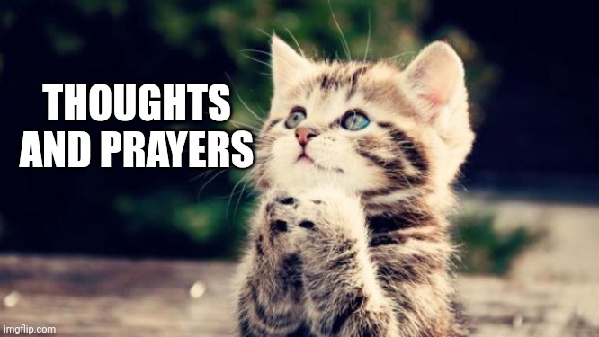 Thoughts and prayers | THOUGHTS AND PRAYERS | image tagged in cute kitten,prayer | made w/ Imgflip meme maker