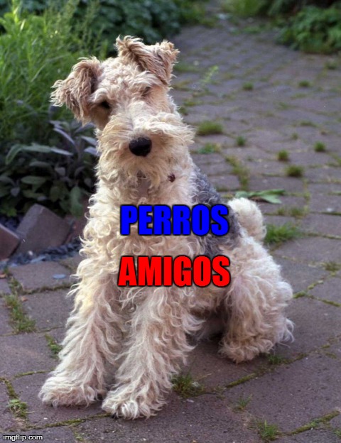 PERROS AMIGOS | made w/ Imgflip meme maker