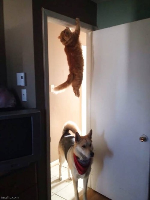 Jumping Cat and Dog | image tagged in jumping cat and dog | made w/ Imgflip meme maker