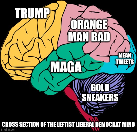An in depth study of the leftist liberal democrat mind | TRUMP; ORANGE MAN BAD; MEAN TWEETS; MAGA; GOLD SNEAKERS; CROSS SECTION OF THE LEFTIST LIBERAL DEMOCRAT MIND | image tagged in brain sections,leftists,liberals,democrats,hysteria,brainwashed | made w/ Imgflip meme maker